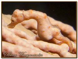 Another Pygmy Seahorse (Hippocampus denise) during a dive... by Marco Waagmeester 